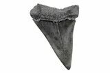 Fossil Broad-Toothed Mako Tooth - South Carolina #214632-1